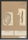 Kittonia elaborata Grove et Sturt. (de-Toni-Nr.: Genus 133, Species 3597) Zeichnungen Sammlung Grunow Nr. 7089 (NHMW-BOT-W0376042)